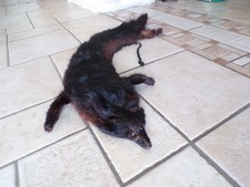 Véritable fourrure noire en col de  vison