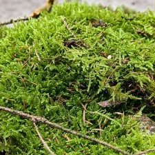 Fresh Flat Carpet Moss - Ideal for Terrariums, Live Plant Display & Home Décor