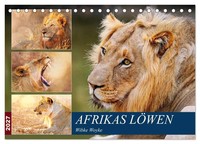 Wibke Woyke | Afrikas LöWen 2027 (Tischkalender 2027 DIN A5 Quer), Calvendo...