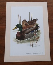 STOCKENTE . Anas platyrhynchos * Kunstdruck, Poster, Bild, Dekoration