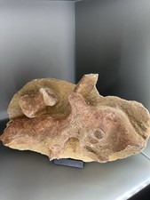 TOP Knochen in Matrix Krokodil Sarcosuchus imperator / Marokko / Kem Kem Becken