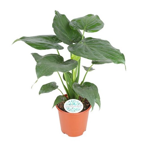 Alocasia Cucullata - Ø21cm - ↕80cm - Bild 1 von 4