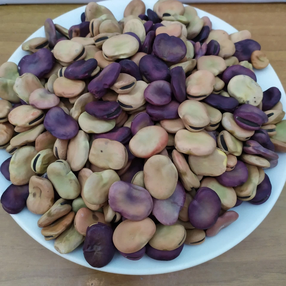 Fava Maior Harz 10kg 40€ Coltivata In Pugla La Più Gigante La Più Antica SpGrat - Immagine 4 di 4