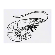 'Shrimp' Temporary Tattoos / Transfers (TO00035558)