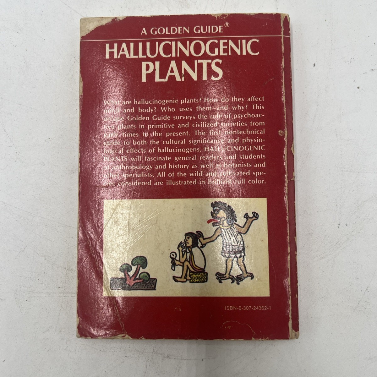 broccoli when to plant Grow Solstice Broccoli – Flavorful, Productive & Open-Pollinated main image 0