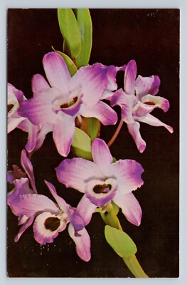 Postcard Dendrobium Nobile Orchards Hawaiian Islands Flower