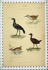 Old Antique Print Sultana Gallinule Screamer Water Rail C1860 Bird Lowry 19th