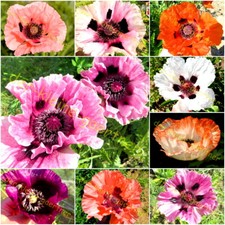 TÜRKISCHER RIESEN-MOHN MIX PAPAVER ORIENTALE WINTERHARTER STAUDENMOHN 250 SAMEN