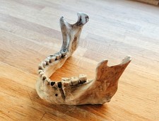 Replica Human Lower Jaw. Battle Damaged. Ethical Collectable.