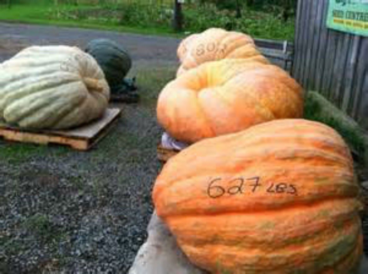 Dill's Atlantic Giant Pumpkin Seeds with special growing instructions