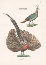 Pheasant pheasant Phasianus Argus peacock birds birds lithograph Schinz 1830