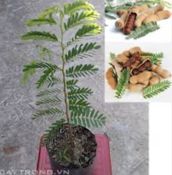 Tamarind Tree, sweet variety, Me Ngọt,Thai Sweet Tamarind 6”-12” plant 