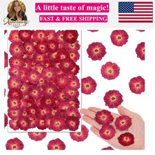 100 pcs Dried Pressed Flowers Small Dry Flowers Real Natural Resin Filler Scr...
