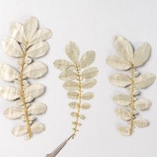 M T 12PCS Real Pressed white leaves, floral supply leaves for art craft FSS71