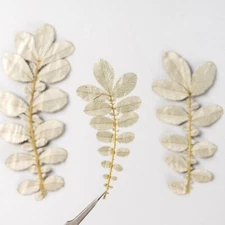 M&T 12PCS Real Pressed white leaves, floral supply leaves for art craft FSS71