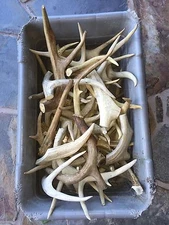 Assorted Elk & Deer Antlers 1/2 Lb Bag Crafting MADE TO ORDER! Sheds Craft Horn