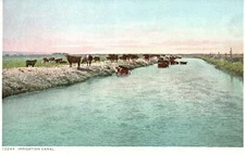 Vintage Postcard 1910's Irrigation Canal In American Southwest Cattle Farming