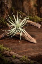 Natural Driftwood Air Plant Display – Tillandsia on Rustic Wood – Easy Care 