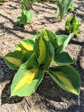 DREAM QUEEN Plantain Lily - Hosta Dream Queen - Perennial - 1 Plant