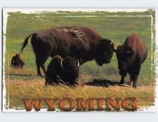 Postcard Bison Wyoming USA
