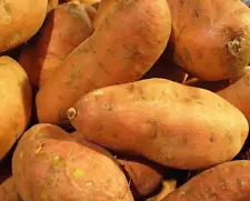 113G Sweet Potatoes | USDA Certified For Planting 113gram Potato Seed 2025