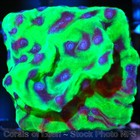 Corals of Eden ~ WYSIWYG Live Coral Frag ~ Master PPE Cyphastrea Coral SPS — photo 6