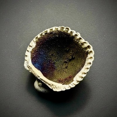 Bivalve (Pelecypoda) Fossil Sea Shell with Chalcopyrite | Mineralized Fossil