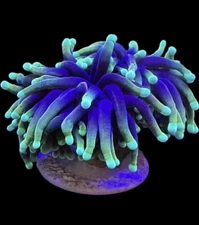 Live Coral Euphyllia Torch Green Tip Indo 1 Head