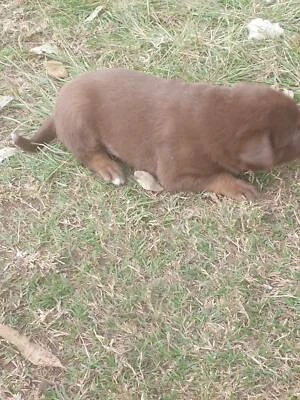 Border Collie 47 Kelpie Pups Dogs Puppies Gumtree Australia Richmond Valley Casino 1254606906