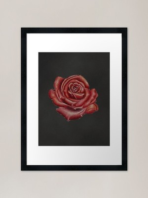 Rote Rose Skizze Gerahmter Kunstdruck Gerahmtes Wandbild Poster Leinwanddruck Bild