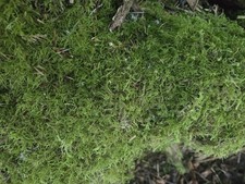 Live Fern Moss Sheet Quart Size Bag PNW Wa Forest Fresh Groundcover Terrarium