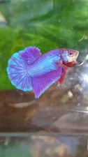 RARE PLAKAT SUPER PURPLE SOLID BETTA (100% REAL PICT)