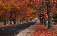 Landscape fall road leaves trees Custom Gaming Mat Desk