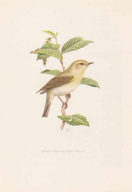Zilpzalp Phylloscopus collybita Farbdruck von 1958 Weidenlaubsänger Ornithologie