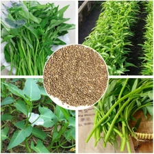 Organic Water Spinach seeds,菠菜 ,ผักโขม Rau Muống On Choy Brown Seed USA Seller