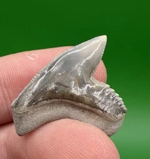High Quality Unique 1.1” Florida Tiger Shark Tooth Fossil