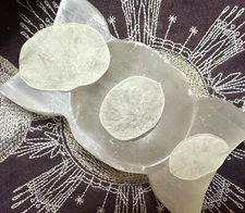 Moonwort Pods, Money Drawing, Enhance Spiritual Growth, Moon Magick, Break Love