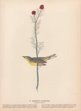 Audubon 1942 Vintage Birds #9 "Hooded Warbler" Full Color Art Plate Lithograph
