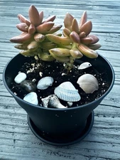 Succulents, house plants, live plants, pet-safe, 4" pot with saucer