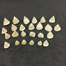 25pc Natural Seashells Small Approx 1" Pyramid Shape Crafts Decor Origin Unknown