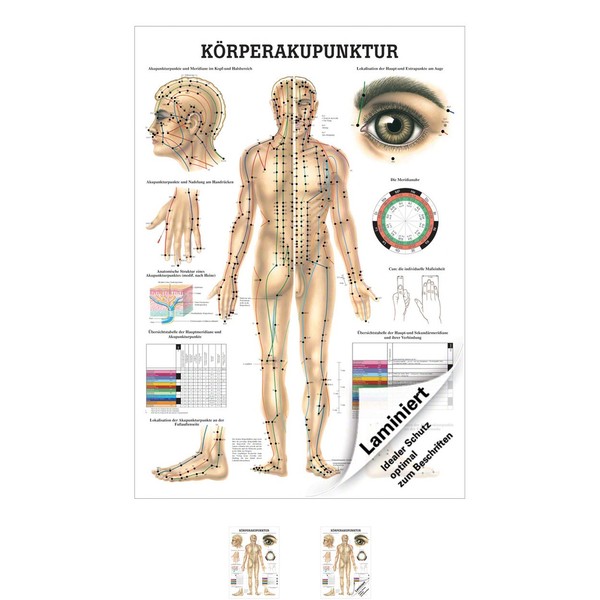 KöRperakupunktur Lehrtafel Anatomie 100X70 Cm Medizinische Lehrmittel-image