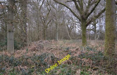 Foto 12x8 Inside Well's Copse East Oakley kleines Zeichen von Frühlingswachstum. c2014