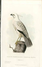 1828 Animal Kingdom Cuvier Antique Bird Print Prince Maxmillian Crested Hawk