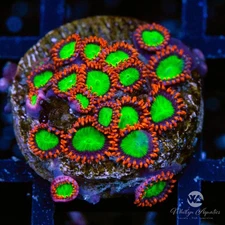 Electric Oompa Loompa Zoanthids - Live Coral Frag