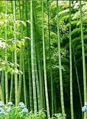 10 Samen BAMBU 'ARUNDINACEA BAMBUS + GRATIS GESCHENK | eBay