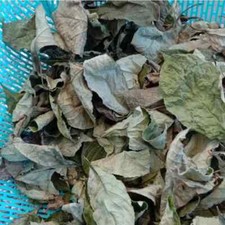 A Urinary Tract Infection Remedy