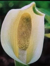 2 AMORPHOPHALLUS ALBUS, Dwarf White Voodoo Lily (Arisaema) Dormant Bulbs