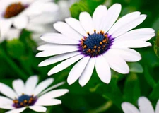 Beautiful Cape Daisy Seeds  30 Seeds BUY 4 GET FREE  SHIPPING!!!
