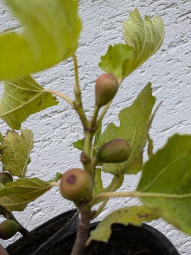 Ficus carica “Negronne" BESTE Sorte, blattlos da Herbst/Winter - Bild 2 von 9