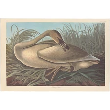 Audubon Amsterdam Ed Dbl Elephant Folio lithograph Pl  376 Trumpeter Swan